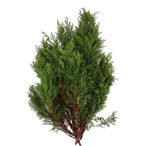 CHAMAECYPARIS PISIFERA PLUMOSA AUREA