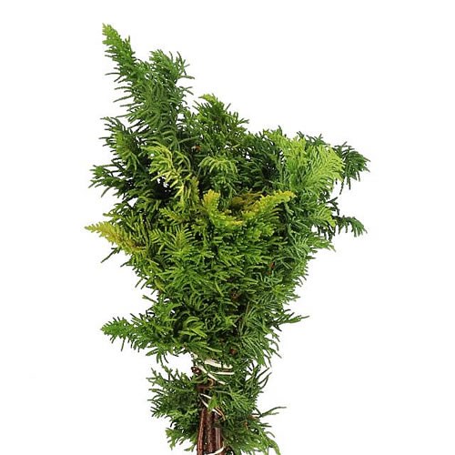 CHAMAECYPARIS TETRAGONA