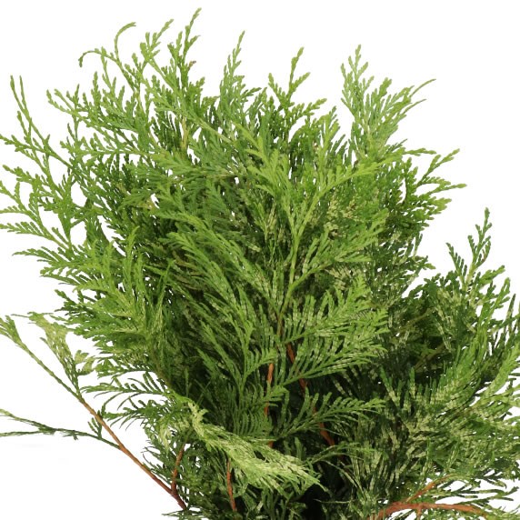 CHAMAECYPARIS THUJA PLICATA ZEBRINA