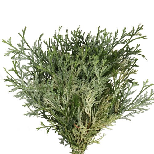 CHAMAECYPARIS THUJOPSIS DOLOBRATA