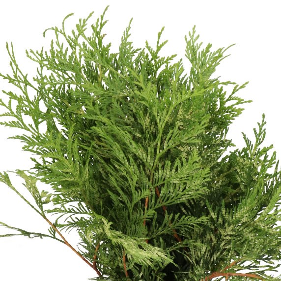 CHAMAECYPARIS ZEBRINA