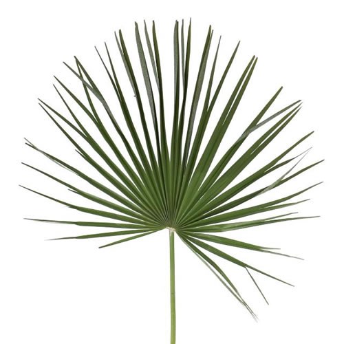 CHAMAEROPS PALM