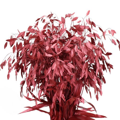 CHASMANTHIUM DYED METALLIC RED