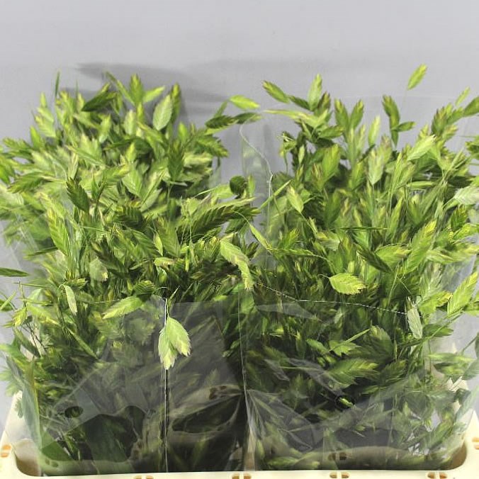 CHASMANTHIUM LATIFOLIUM