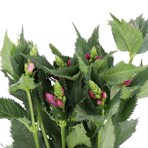 CHELONE PINK