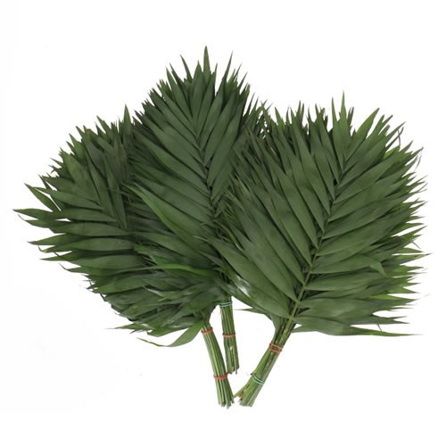 CHICO PALM