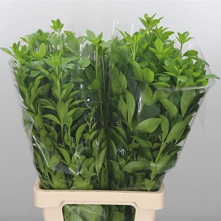 CHOISYA TERNATA GREEN LEMON