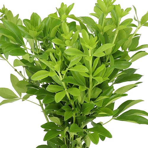CHOISYA TERNATA GREEN LEMON