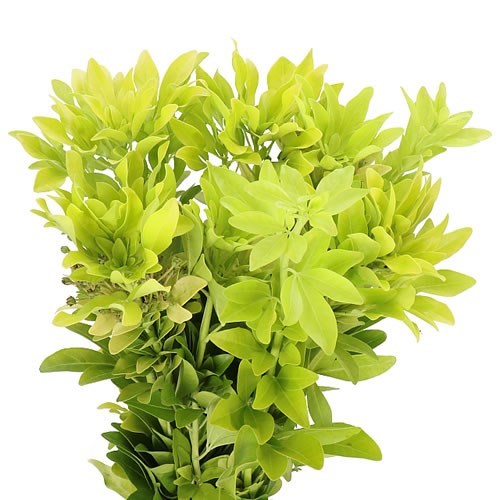 CHOISYA TERNATA LEMON LIME