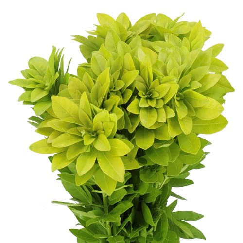 CHOISYA TERNATA LIGHT