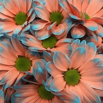 CHRYSANT KENNEDY BAZOOKA PINK-LIGHT BLUE