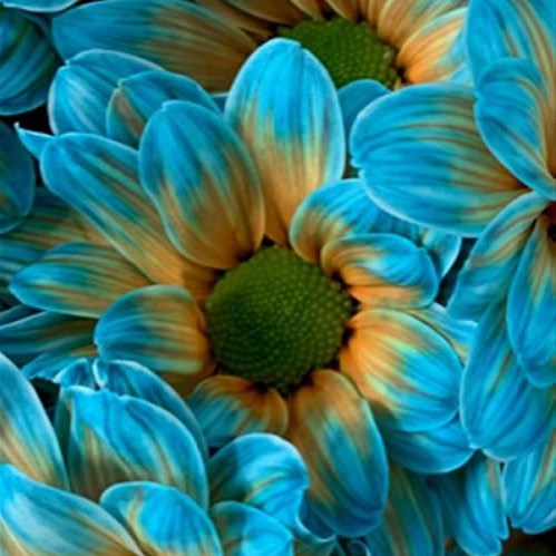 CHRYSANT KENNEDY BLUE BAY