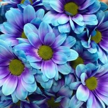 CHRYSANT KENNEDY BLUE LAGOON BLUE-PURPLE