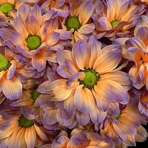 CHRYSANT KENNEDY BONAIRE