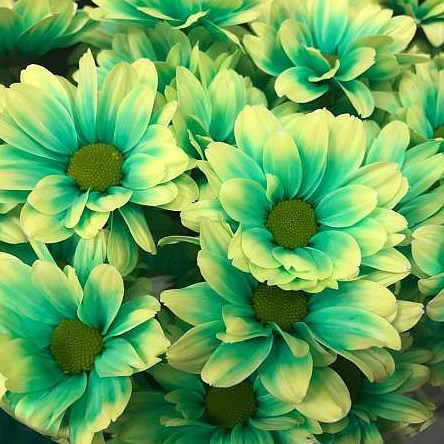 CHRYSANT KENNEDY BRASIL