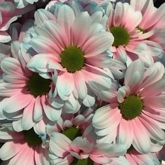 CHRYSANT KENNEDY BUBBLEGUM PINK-BLUE