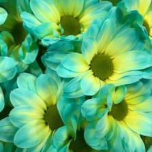 CHRYSANT KENNEDY DOUBLEMINT YELLOW-BLUE