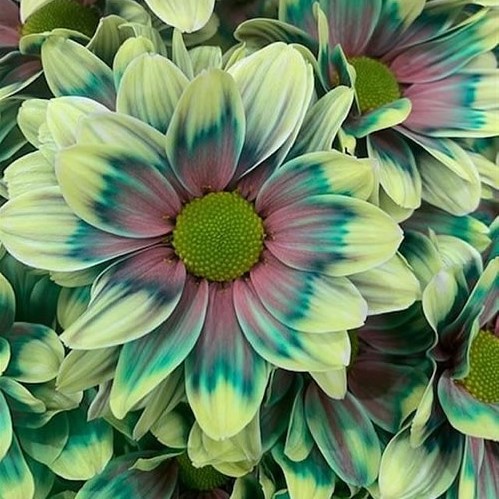 CHRYSANT KENNEDY HAWAI