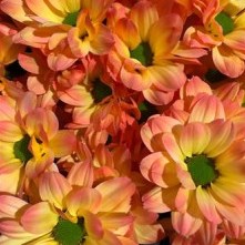 CHRYSANT KENNEDY MOONSHINE ORANGE-PINK