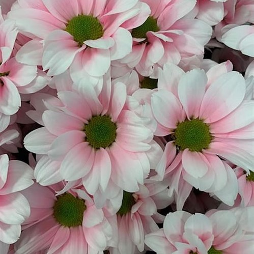 CHRYSANT KENNEDY PASTEL PINK