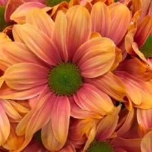 CHRYSANT KENNEDY ROMA PINK-ORANGE