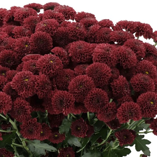 CHRYSANT SAN. ALONSO