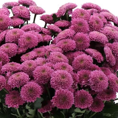 CHRYSANT SAN. ANTONELLI