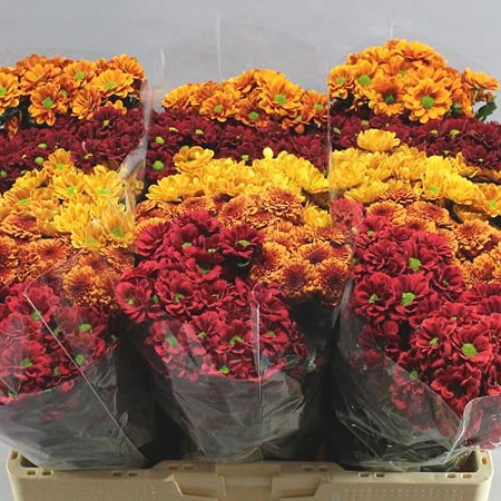 CHRYSANT SAN. AUTUMN MIX