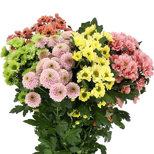 CHRYSANT SAN. BLUSH MIX