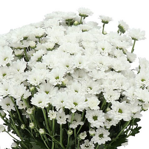 CHRYSANT SAN. BOUNCER