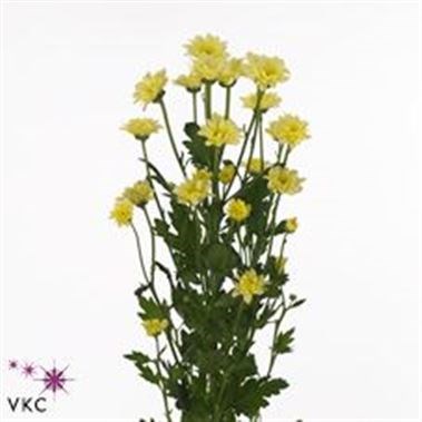 CHRYSANT SAN. BOUNCER CREAM