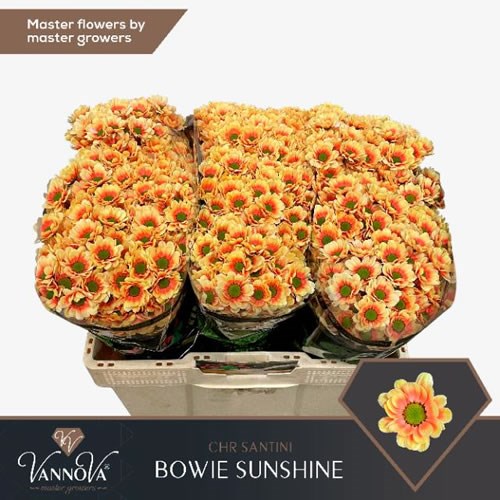 CHRYSANT SAN. BOWIE DYED SUNSHINE