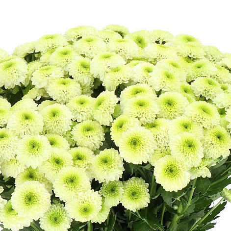 CHRYSANT SAN. BUMPER