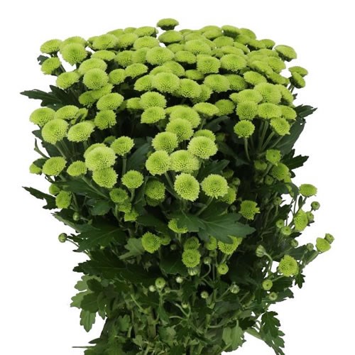 CHRYSANT SAN. CALIMERO MINTY