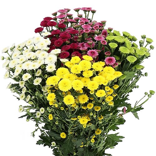 CHRYSANT SAN. CALIMERO MIX (COLS MAY VARY)