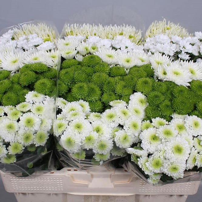 CHRYSANT SAN. COLD MIX
