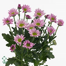 CHRYSANT SAN. CONFETTI