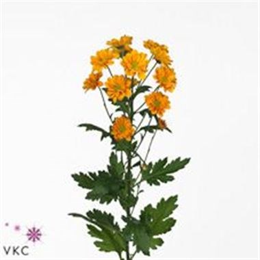 CHRYSANT SAN. CORTESE