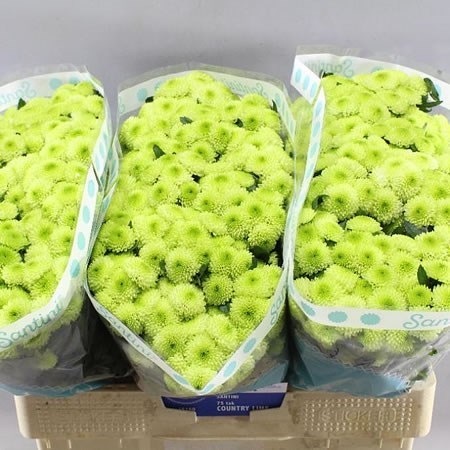 CHRYSANT SAN. COUNTRY LIME