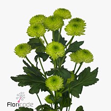 CHRYSANT SAN. COUNTRY LIME