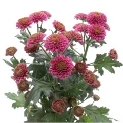 Chrysant san. Demi