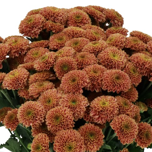 CHRYSANT SAN. DORIA CHERRY