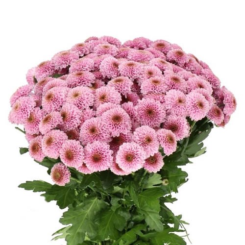 CHRYSANT SAN. DORIA PINK