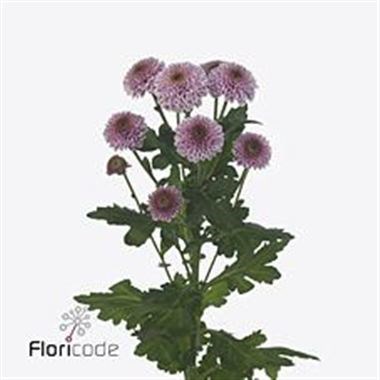 CHRYSANT SAN. DORIA PINK EX