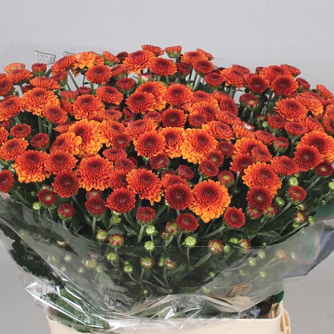 CHRYSANT SAN. EDVALDO
