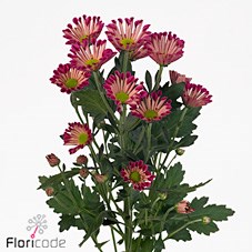 CHRYSANT SAN. ELIVERA