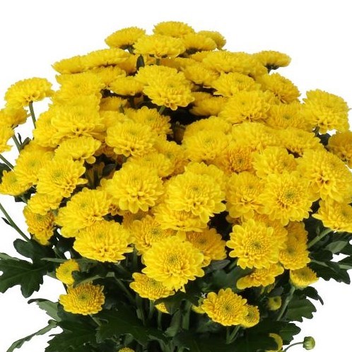 CHRYSANT SAN. ELLISON SUNNY