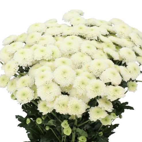CHRYSANT SAN. ELLISON WHITE