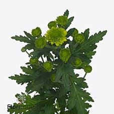 CHRYSANT SAN. FLEURELLES GREEN