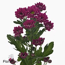 CHRYSANT SAN. ILSE
